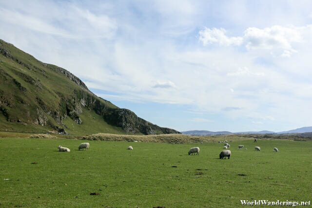 Pasture at Five Fingers Strand