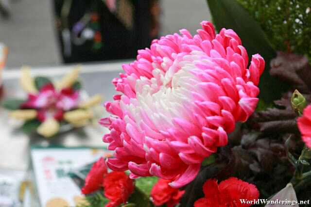 Pink Chrysanthemum at Lungshan Temple 龍山寺