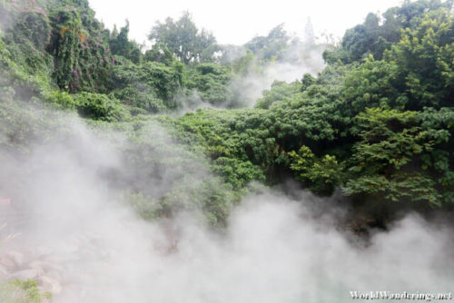 Steam Permeating the Vegetation at Beitou