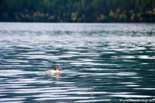 Some Aquatic Bird at Bowman Lake