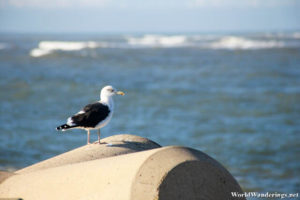 Seagull at the Breakwater of El Jadida