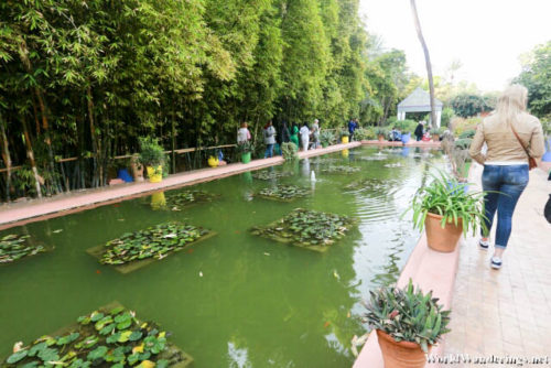 Water Lily Pool at Jardin Majorelle