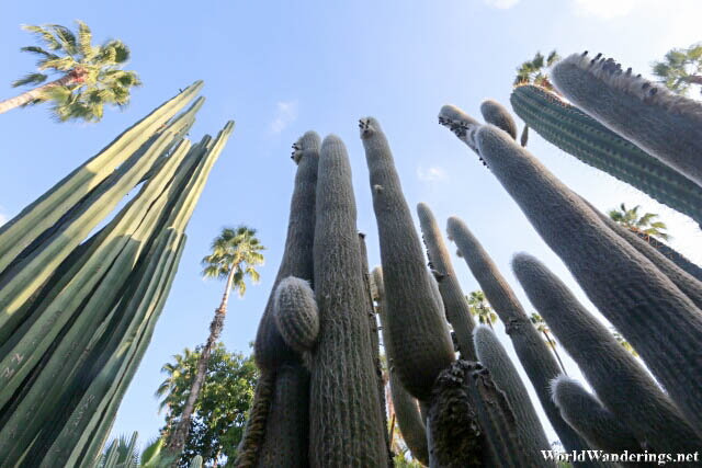 Tall Cacti at Jardin Majorelle