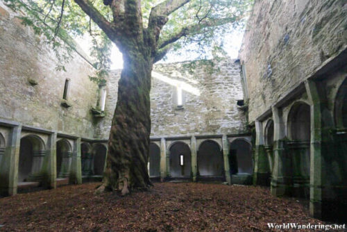 Old Yew Trees at Muckross Abbey