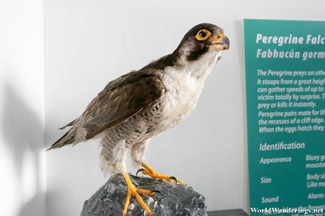 Stuffed Peregrine Falcon at Saldanha Suites