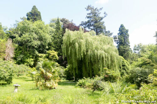 Willow Tree at the Japanese Garden at the Powerscourt Estate and Gardens