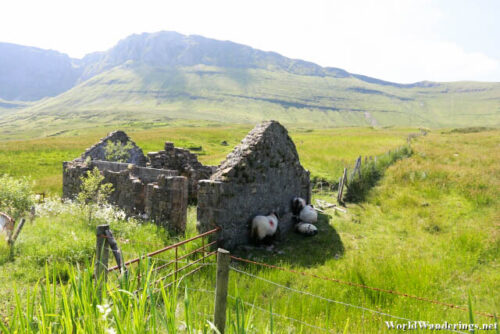 Sheep Seeking Shelter Behind the Ruins of an Old House