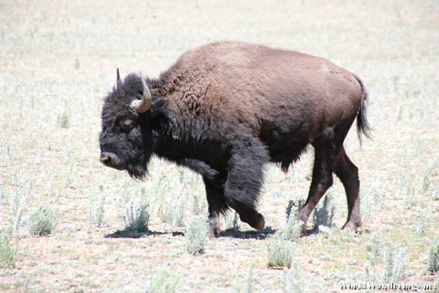 Bison at the North Rim of the Grand Canyon