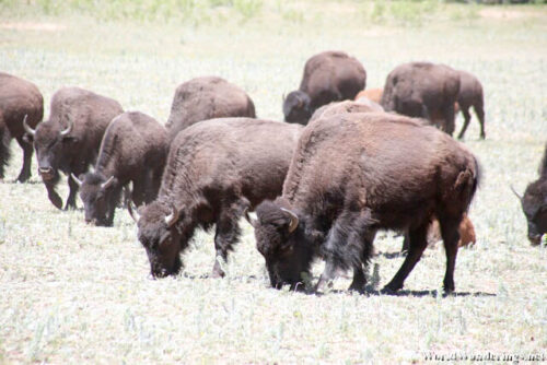 Herd of Bison at the North Rim of the Grand Canyon