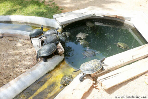 Turtle Garden at Zoomarine