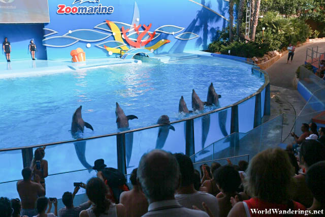 Dolphin Performing at Zoomarine