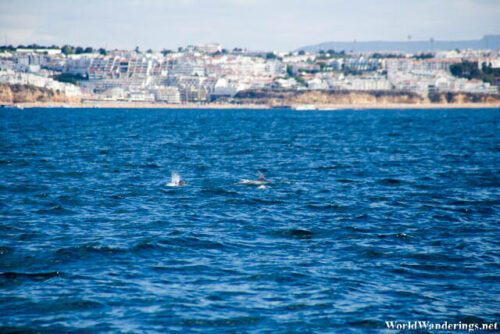 Looking for Dolphin at the Algarve