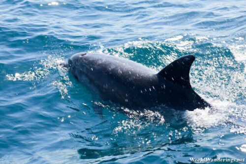 Dolphin at Algarve
