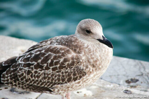 Sea Bird at the Dolmabahce Palace