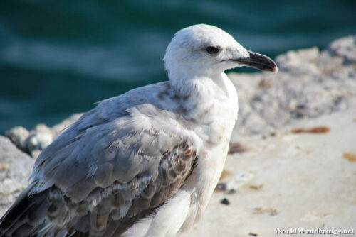 Bird at the Dolmabahce Palace In Istanbul