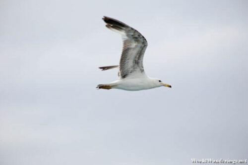 Flying Seagull on the Way to Kadikoy