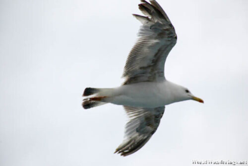 Seagull from the Cruise on the Bosphorus Strait