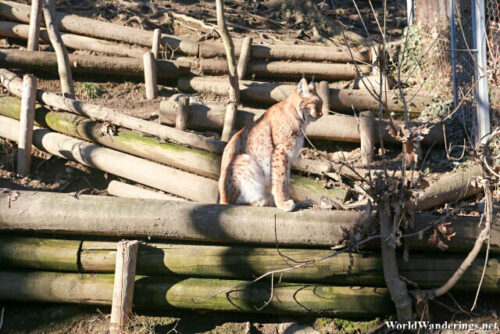 Lynx at the Alpenzoo