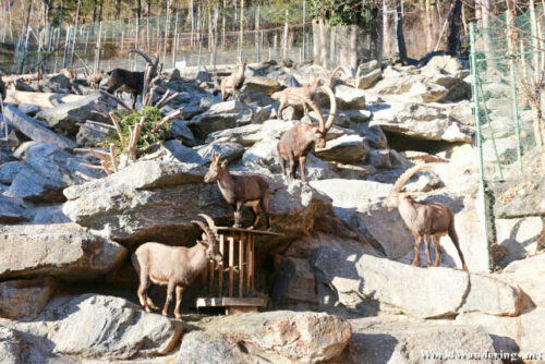 Mountain Goats at the Alpenzoo