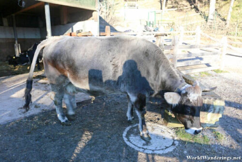 Large Cow at the Alpenzoo