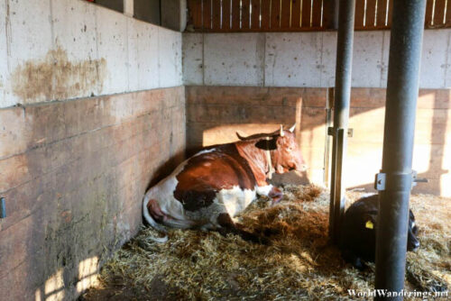 Cow at the Alpenzoo