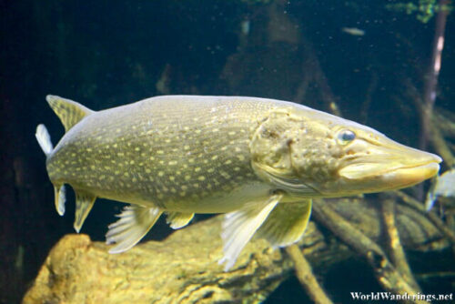 Pike at the Alpenzoo Aquarium