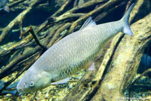 Common Carp at the Alpenzoo Aquarium