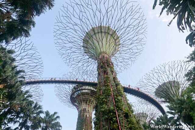 Supertree at the Gardens by the Bay