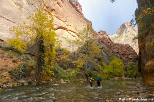 Visitors Wading through the Narrows at Zion National Park